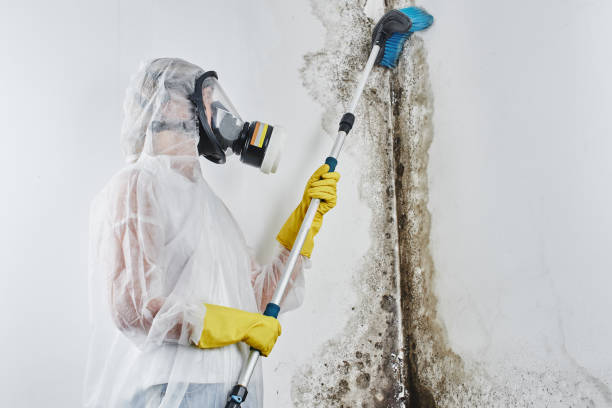 Office Mold Removal Services in Sweet Home, AR