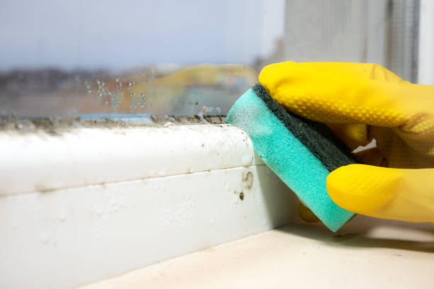 Best Attic Mold Removal  in Sweet Home, AR