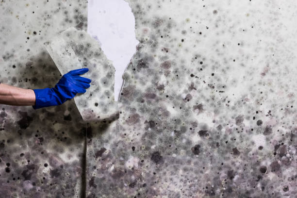 Best Commercial Mold Removal  in Sweet Home, AR