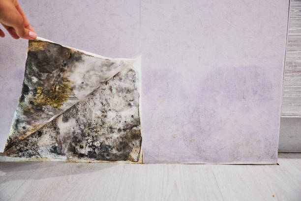 Best Fast Mold Removal  in Sweet Home, AR